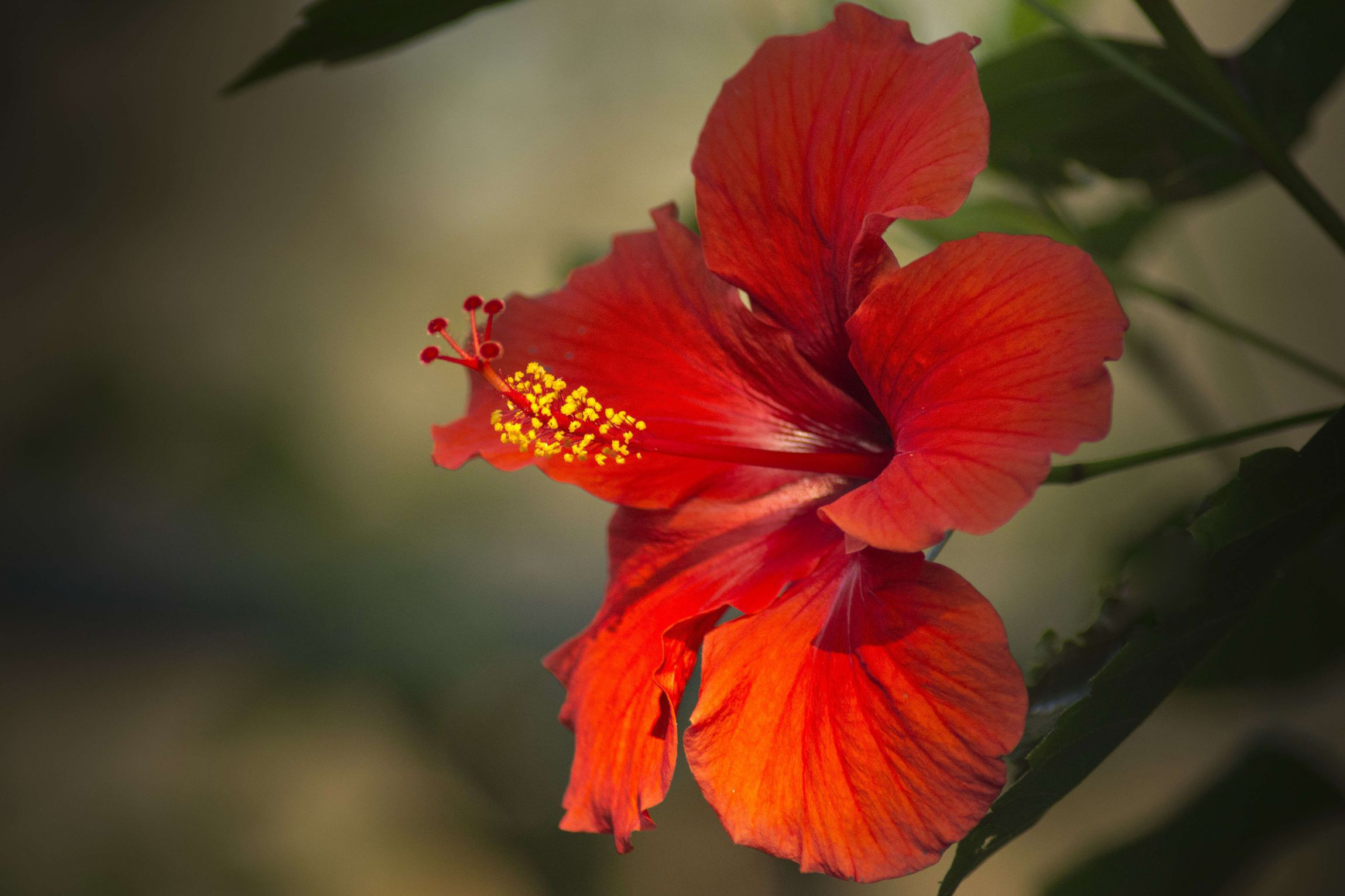 Hibiscus--Flore-Guadeloupe