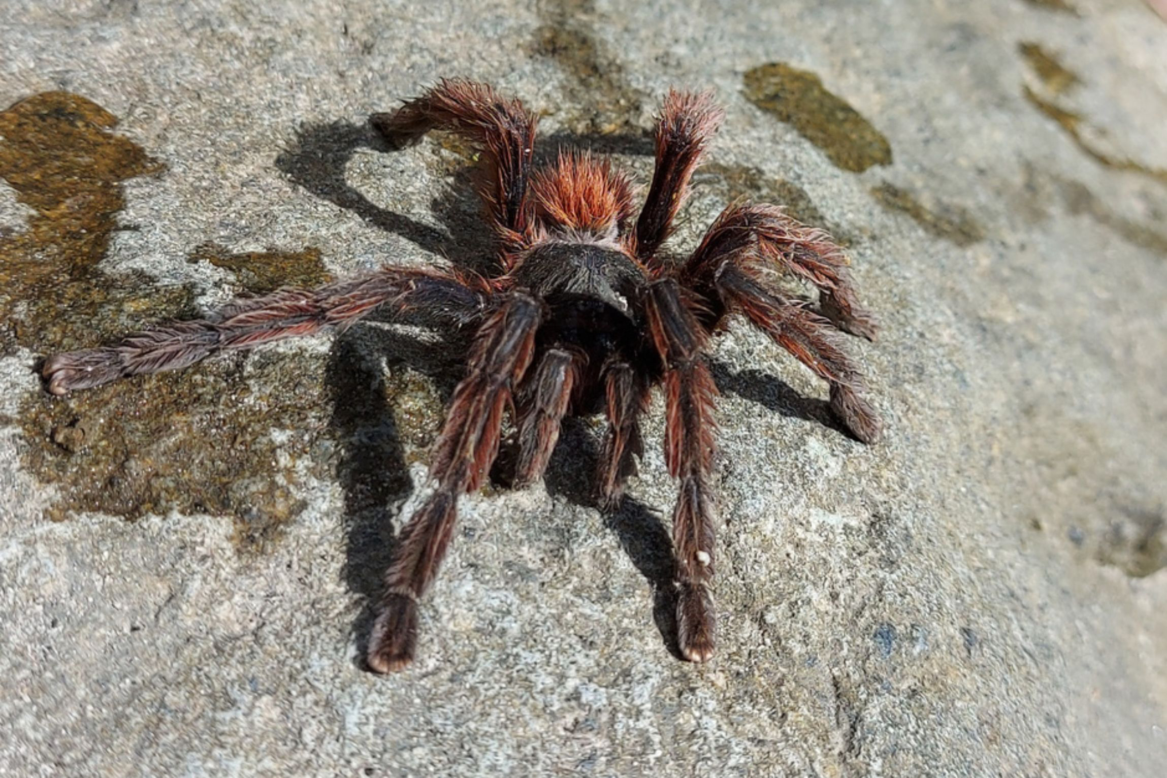 Faune-Matoutou-Falaise-Martinique