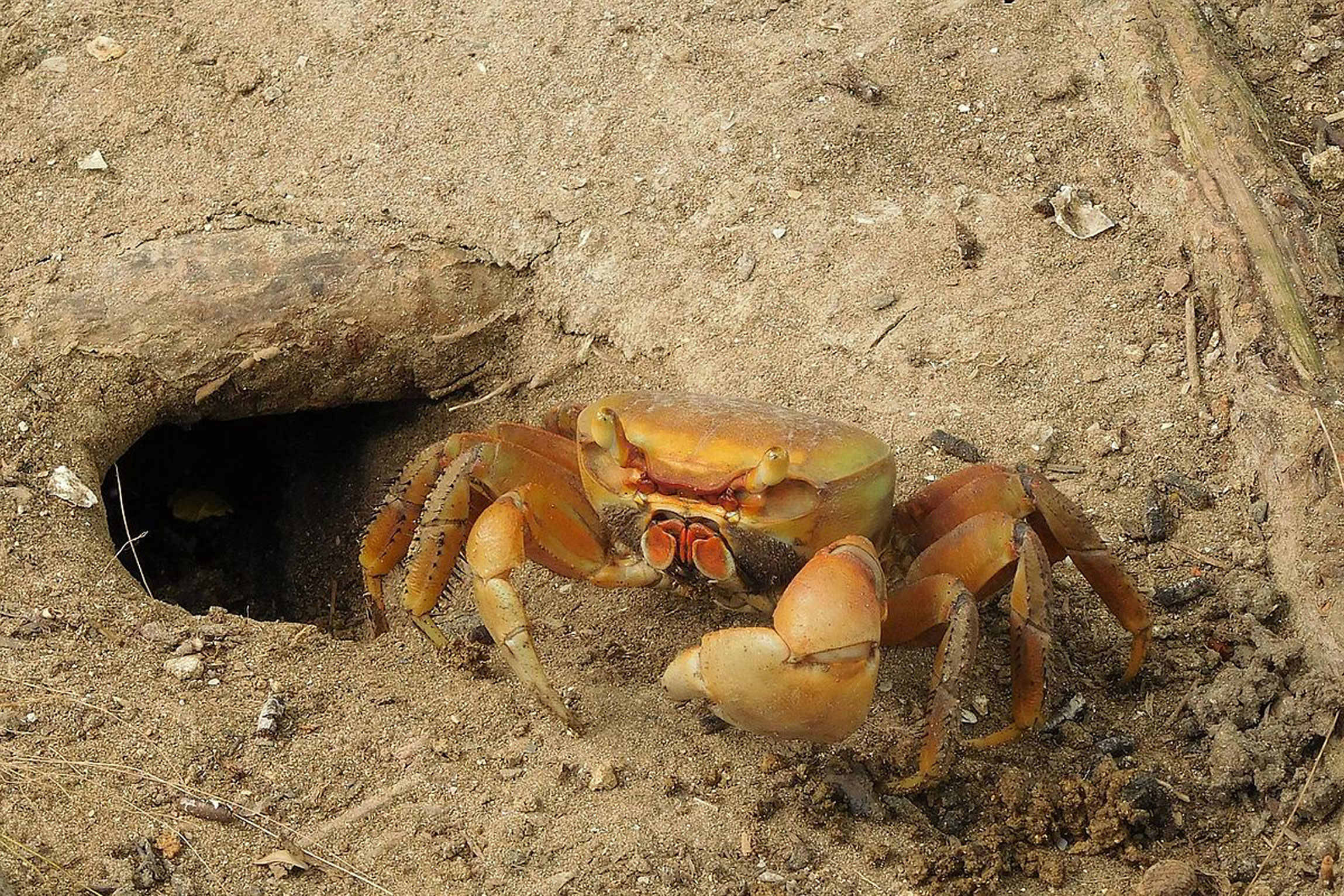 Cardisoma_guanhumi_crabe_de_terre-Faune-Guadeloupe-Wikipedia