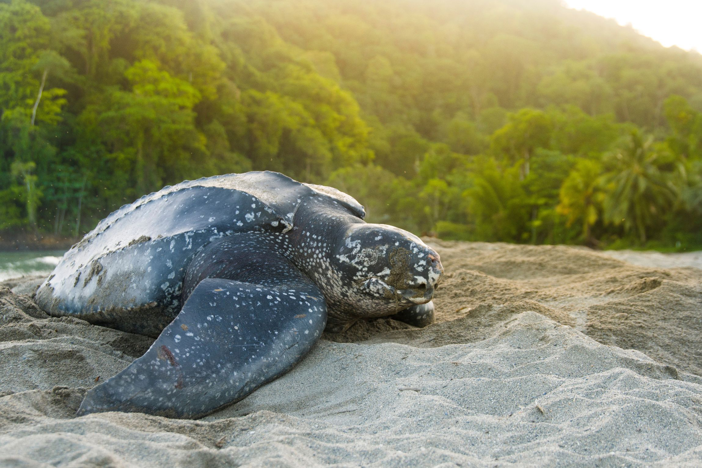 Tortue-Luth-Faune-de-Martinique