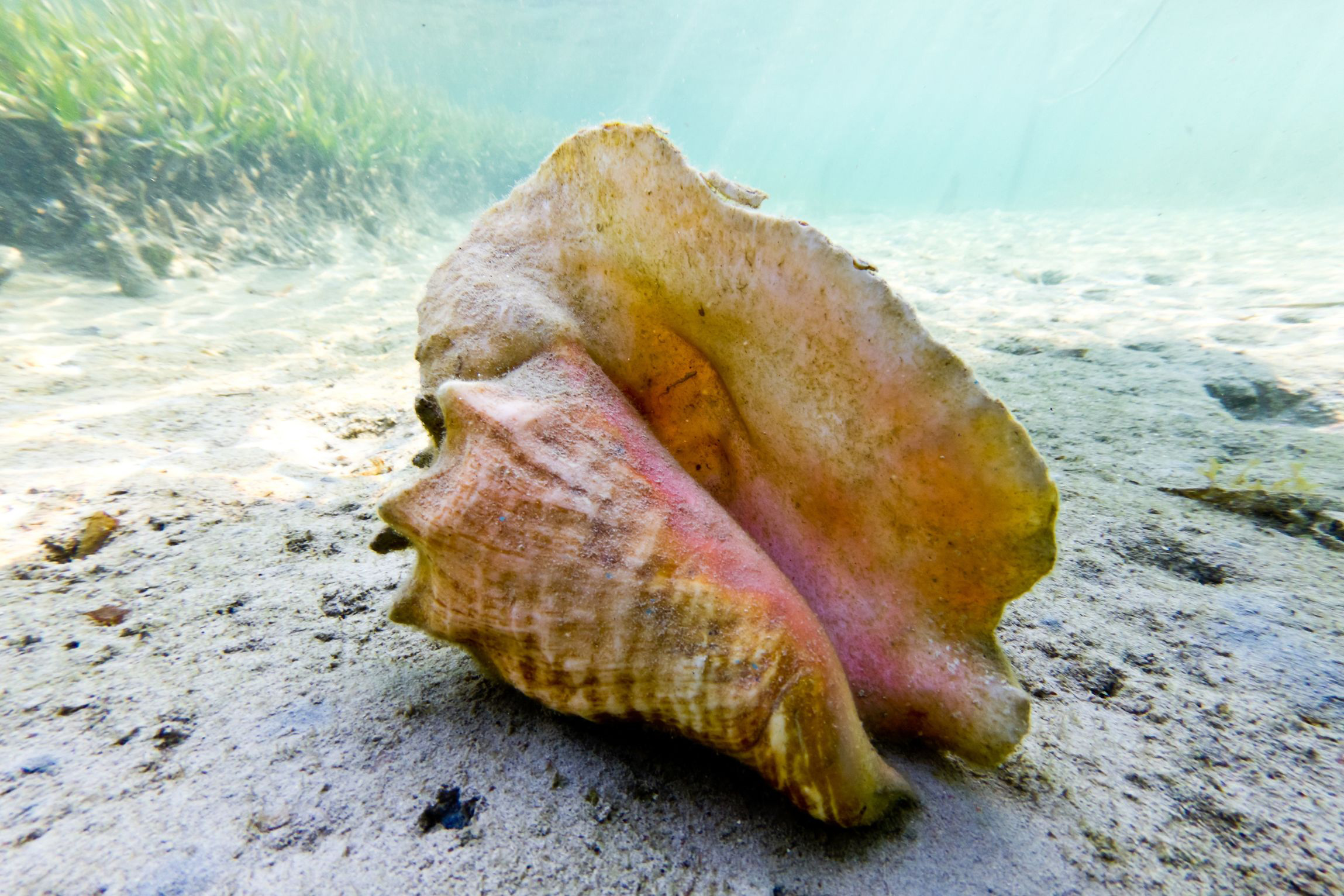 Lambis-Faune-de-Martinique