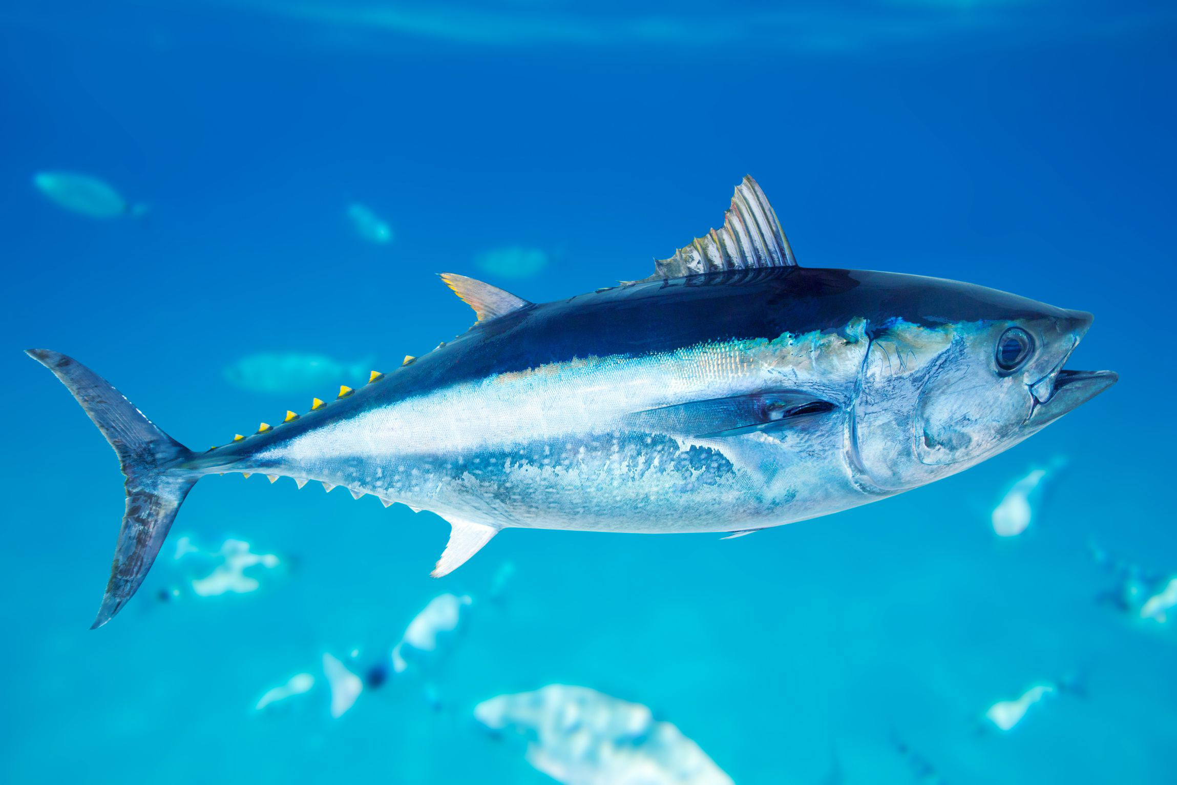 Thon-Peche-au-gros-Guadeloupe