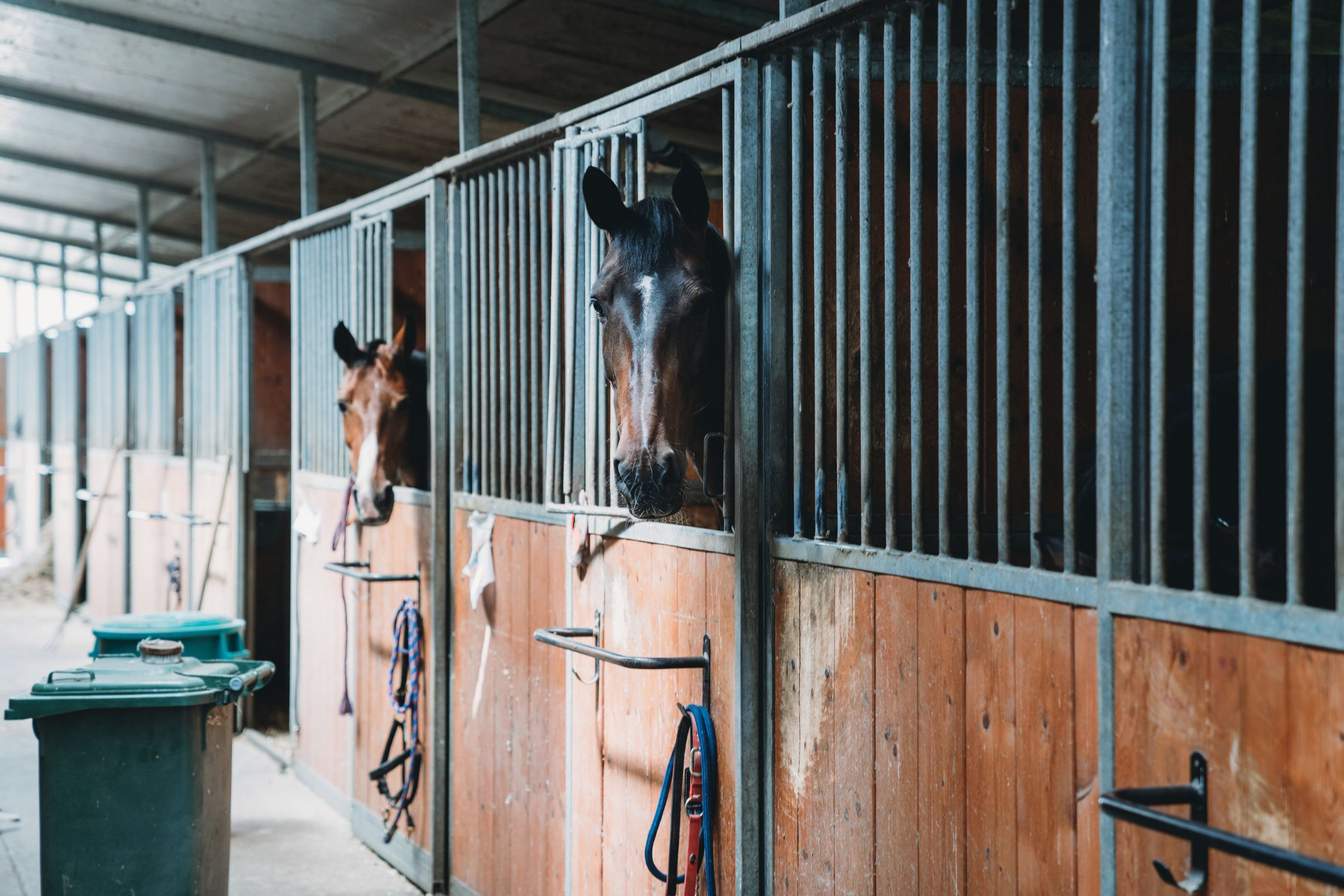 Etable-equitation-Guadeloupe