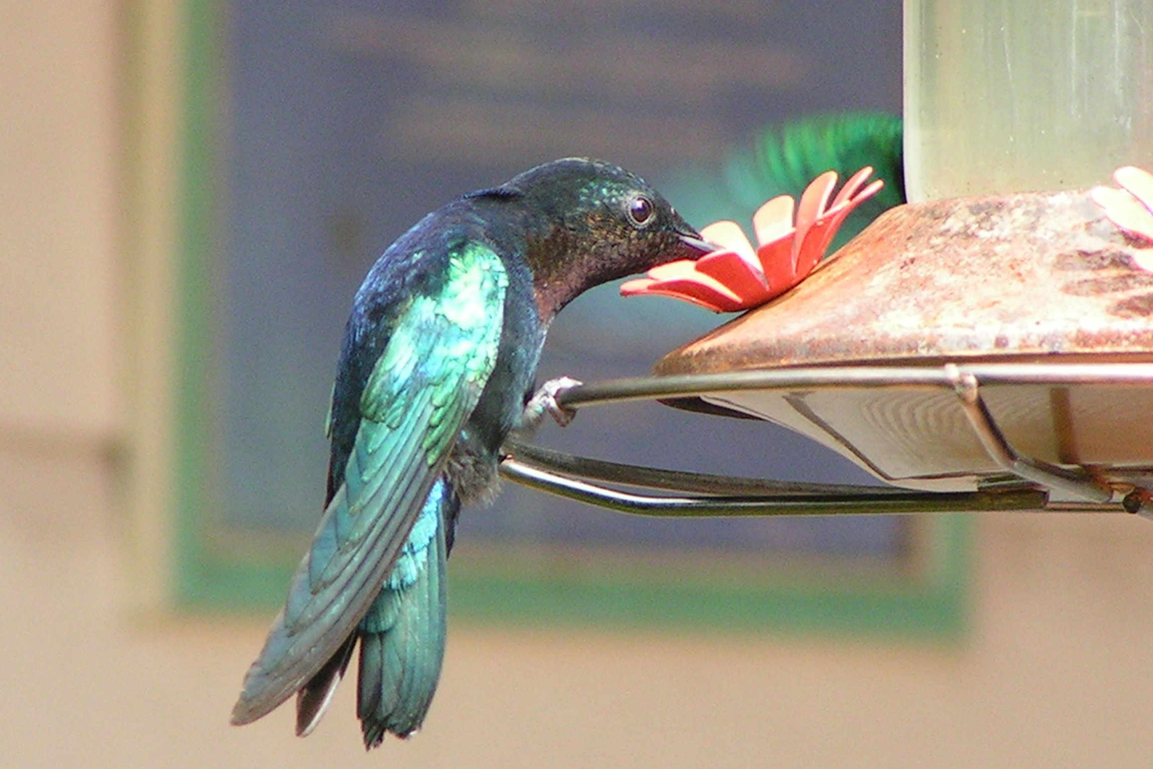 Faune-de-la-Martinique-Colibri