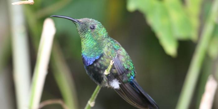 Colibri-Oiseau-de-la-faune-en-Guadeloupe