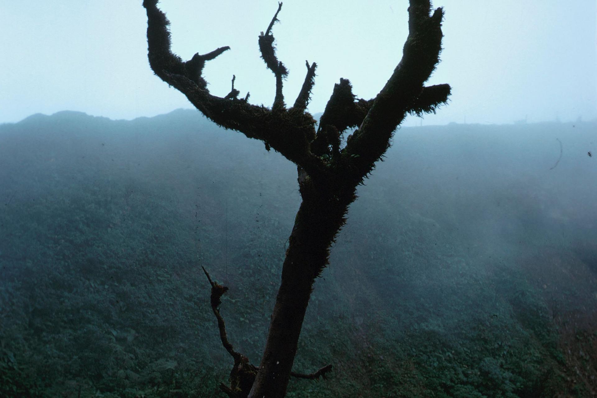 Brouillard-Climat-Guadeloupe