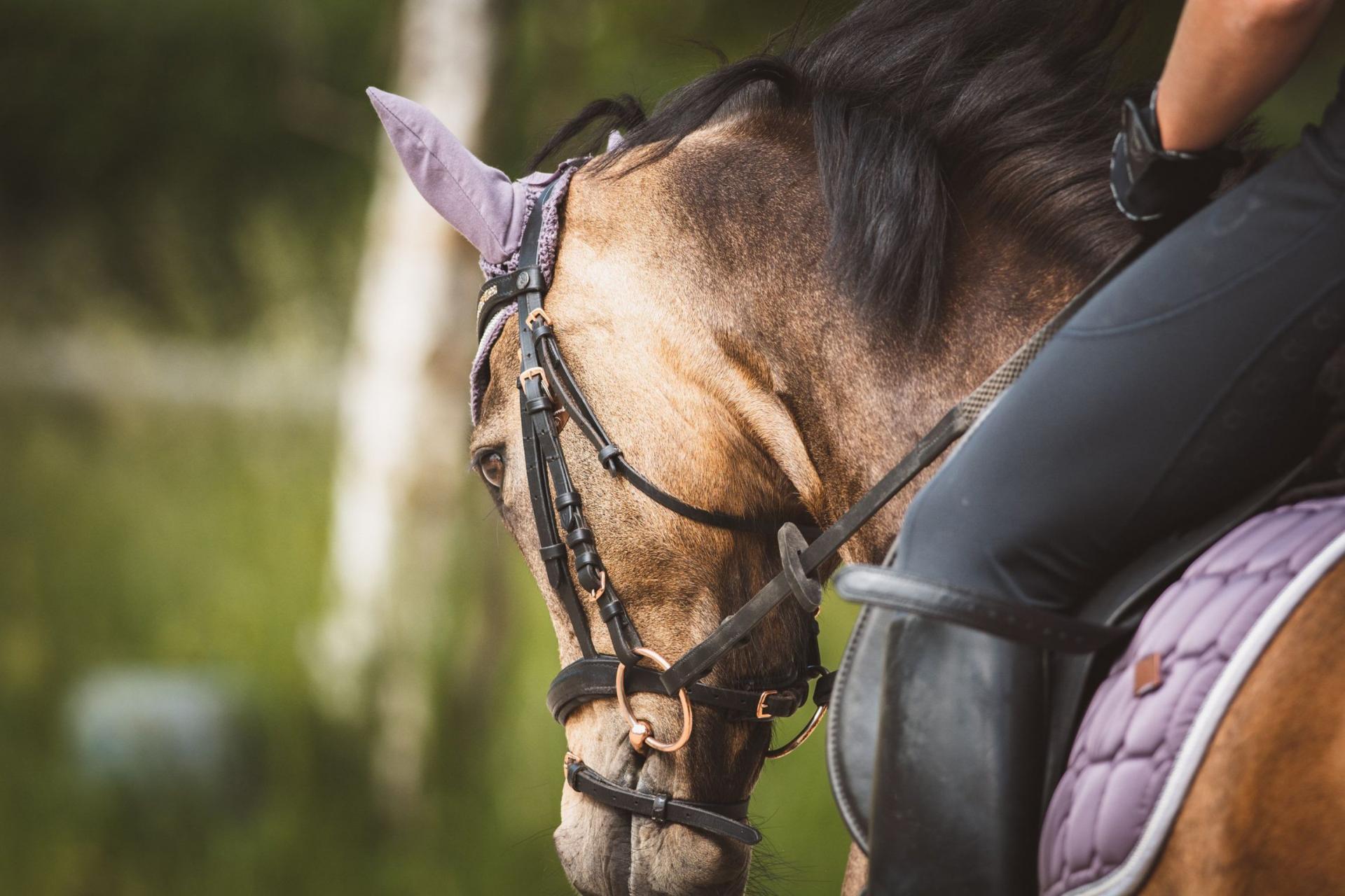 Equitation-Guadeloupe-Antilles-Exception