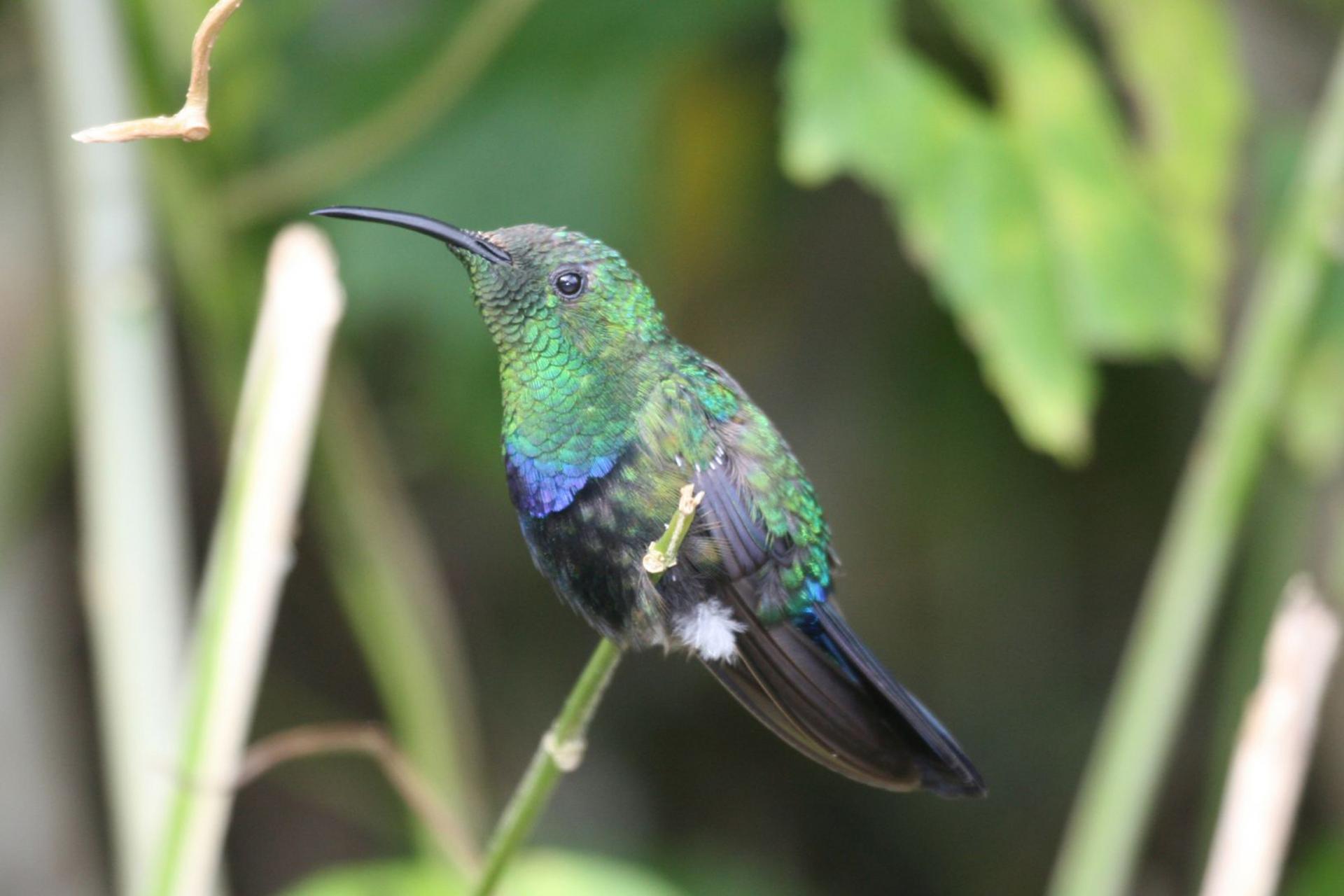 Colibri-Oiseau-de-la-faune-en-Guadeloupe