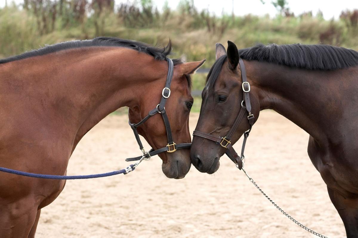 Museau-de-cheval-Guadeloupe-Antilles-Exception