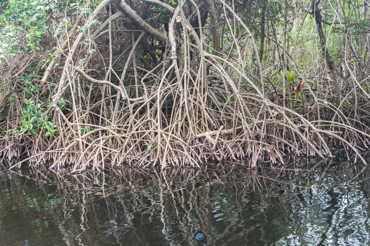 Mangrove-Guadeloupe-Flore-Antilles-Exception