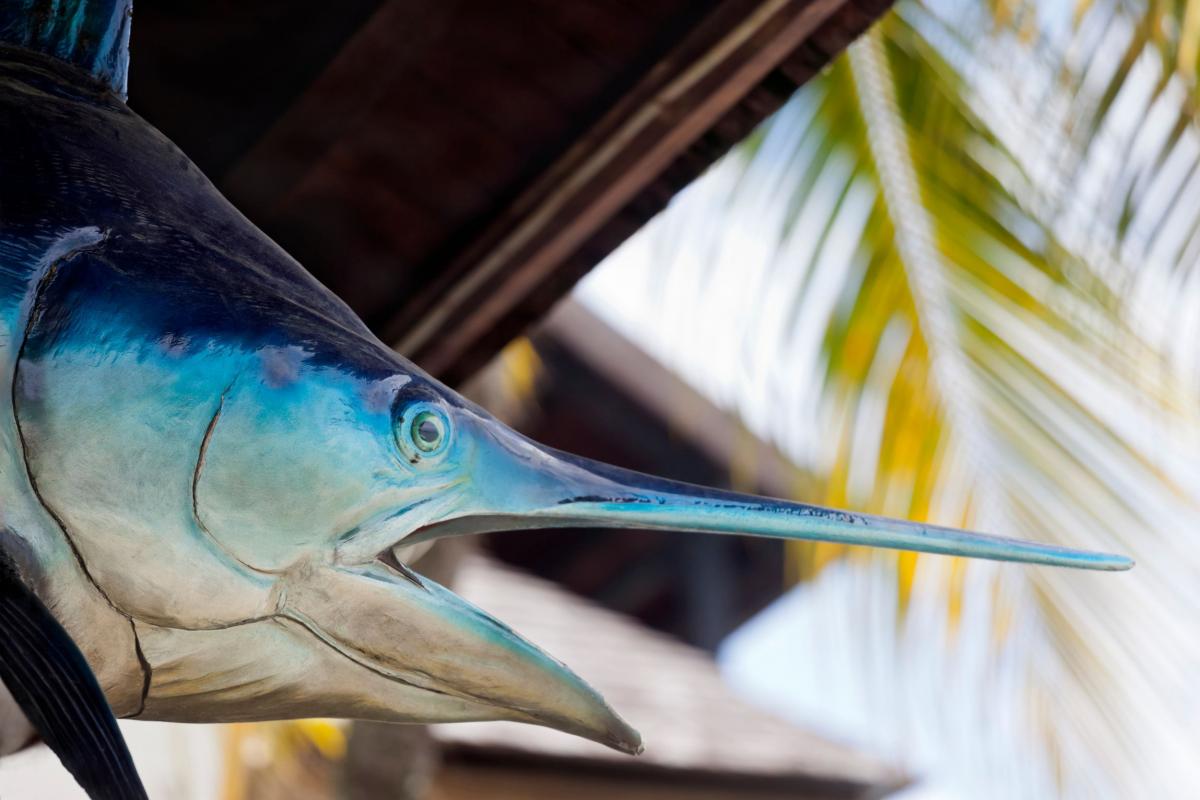 Poissons-suspendu-Guadeloupe-peche-au-gros