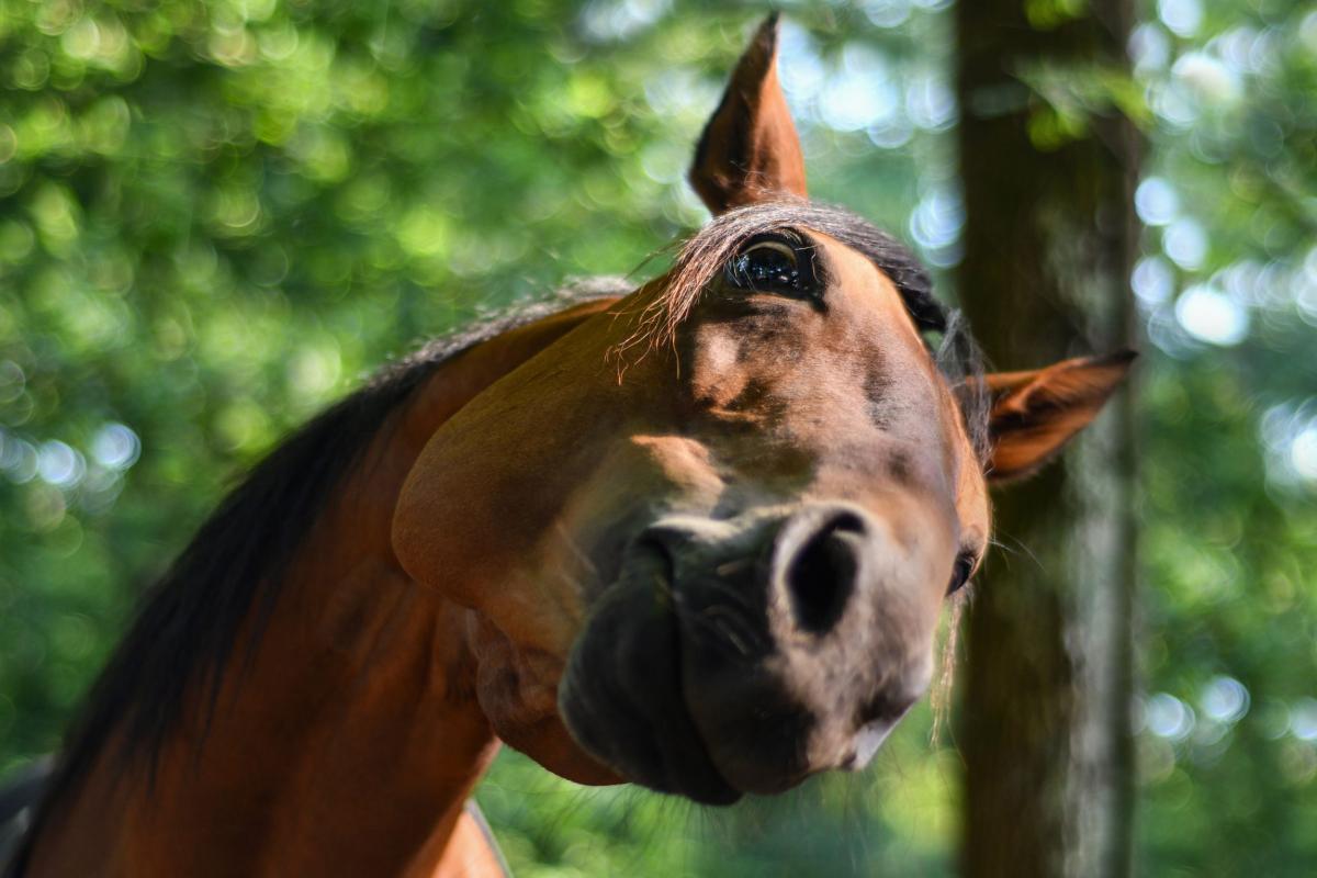 Cheval-Antilles-Exception-Guadeloupe