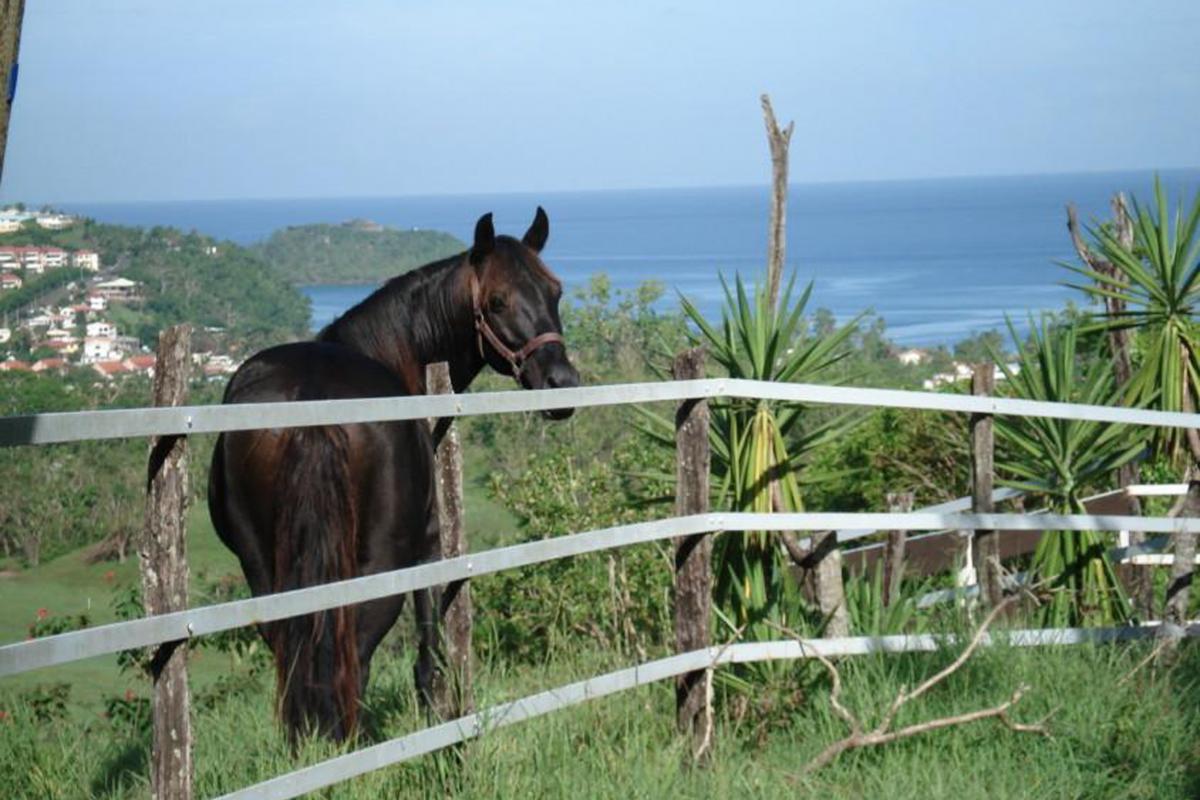 Trois-Ilet-Ranch-Jack-Martinique