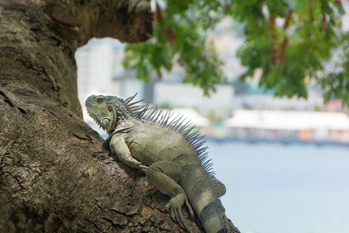 Iguane-faune-de-Martinique