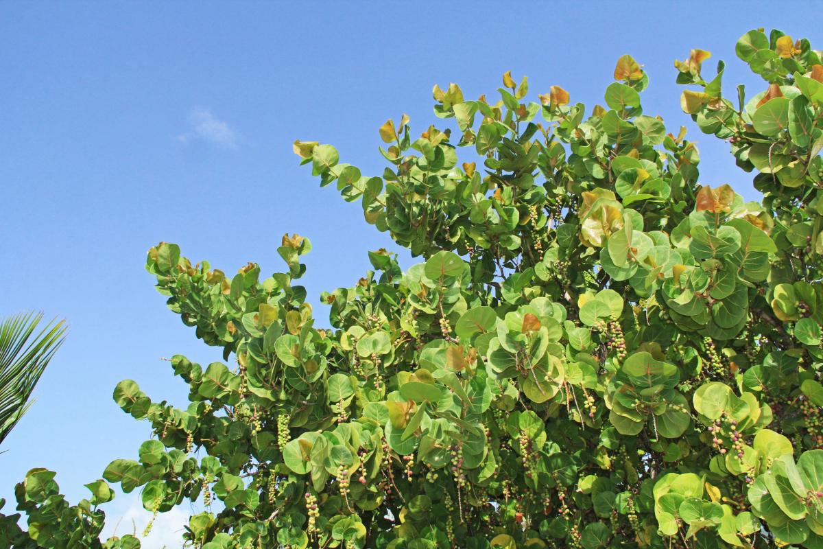 Raisinier-de-bord-de-mer-Guadeloupe-Flore-Antilles-Exception