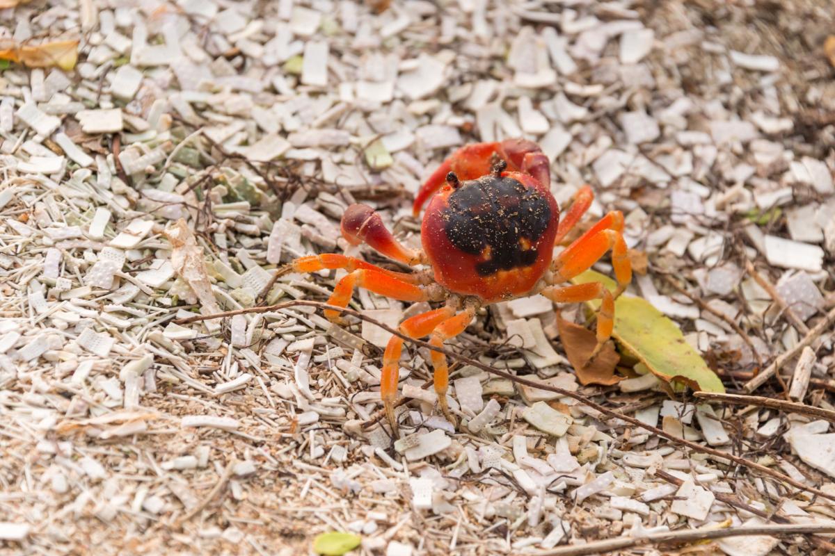 Touloulou-Martinique-et-sa-Faune