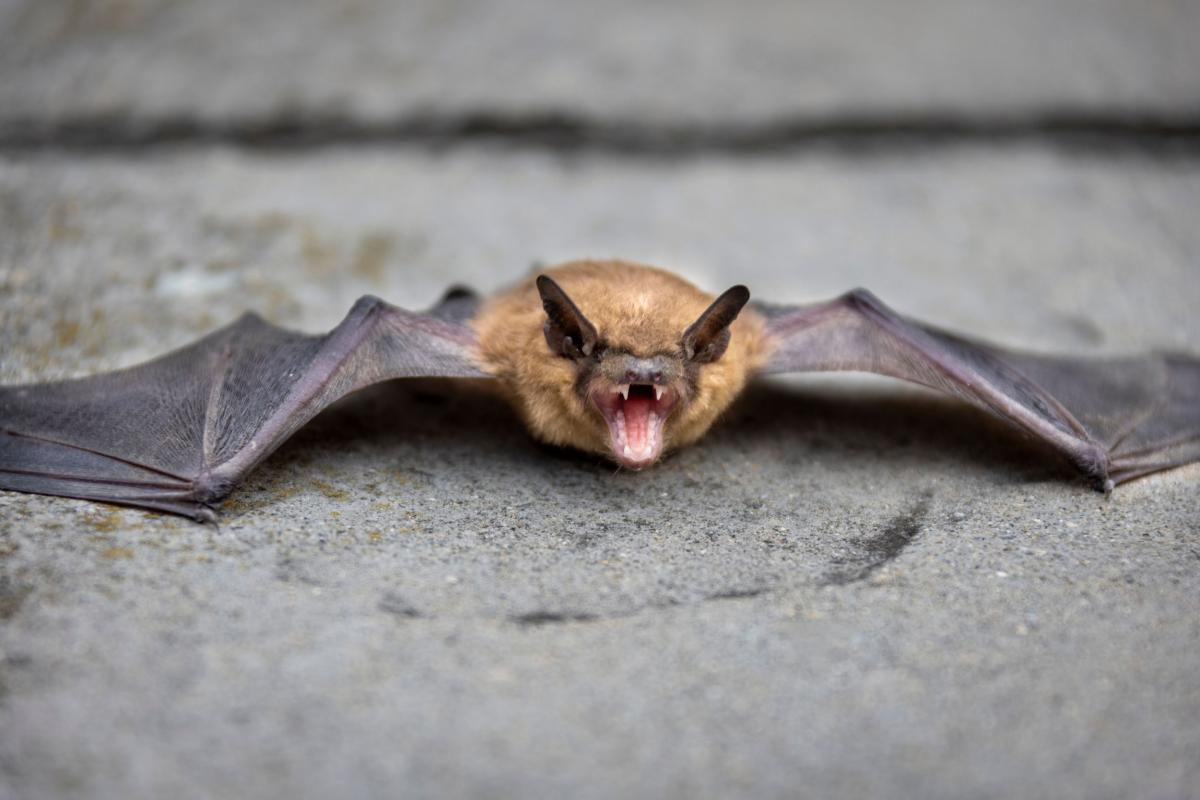 Chauve-Souris-Faune-Martinique