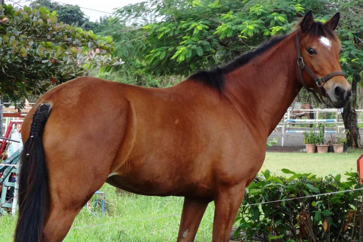 Cheval-Ranch-Jack-Martinique