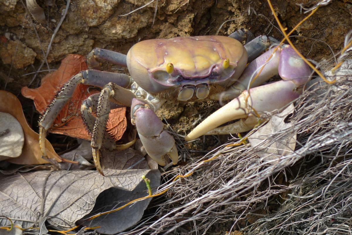 Martinique-Faune-Crabe-de-Terre