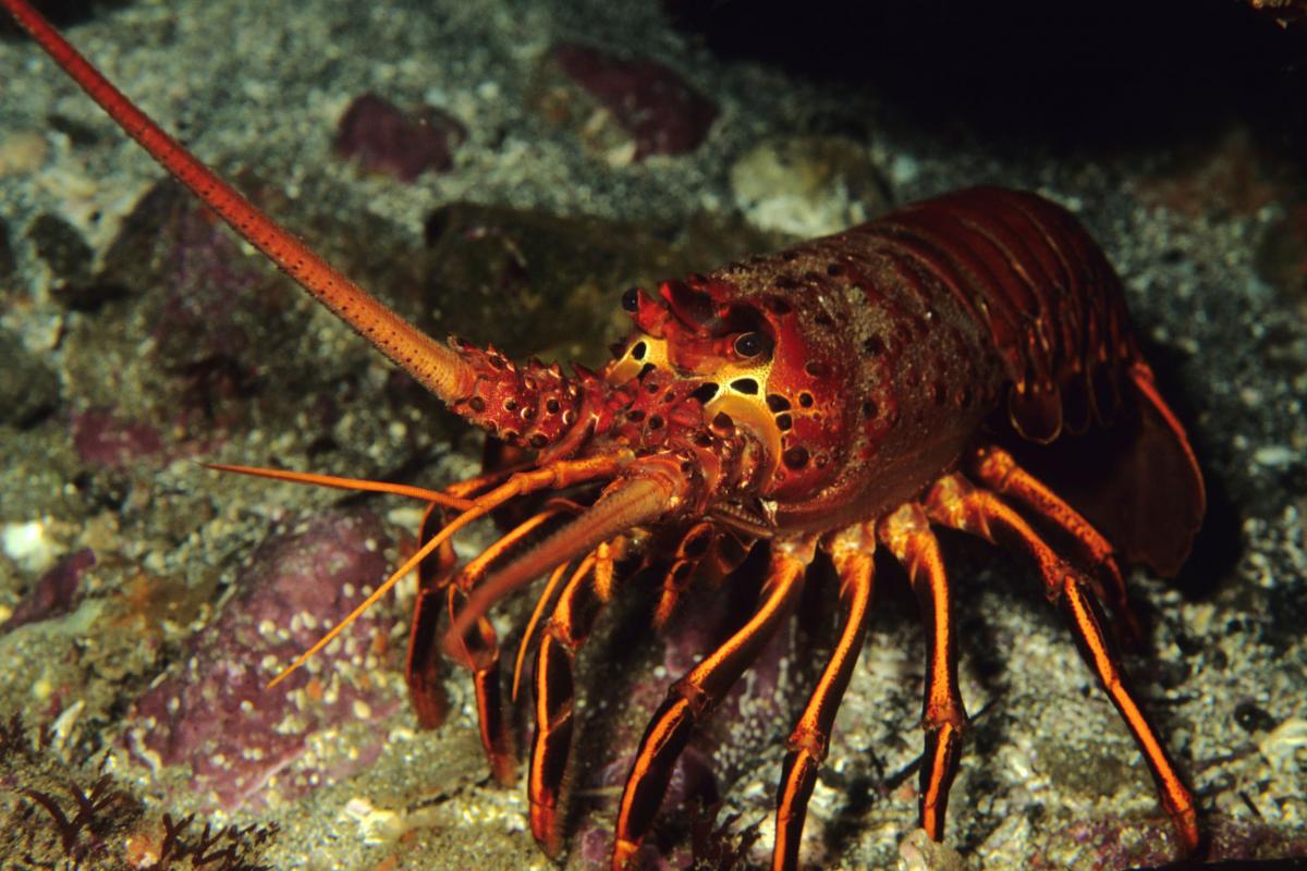 La-Langouste-Faune-de-Martinique