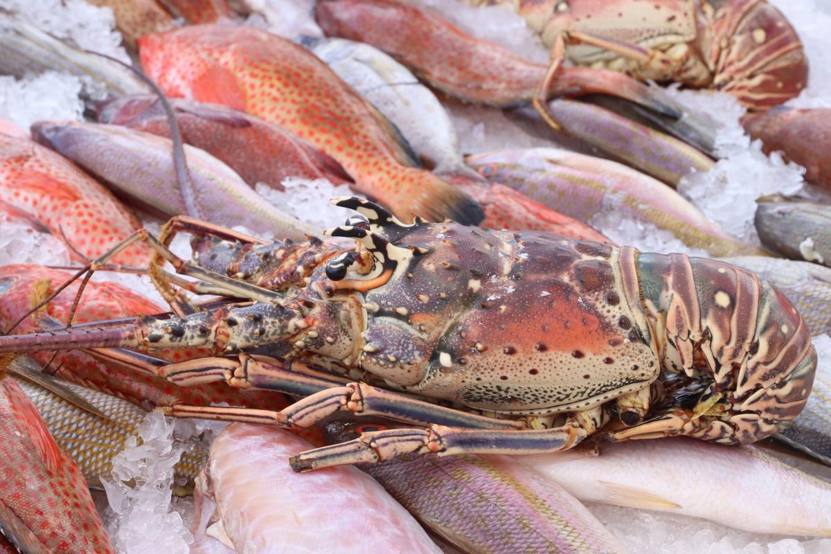 Langouste-Guadeloupe-et-sa-Faune