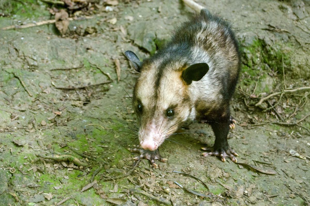 La-Martinique-et-sa-faune-Le-Manicou